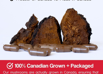 Stay Wyld Organics - Chaga Be Well | 90 gélules